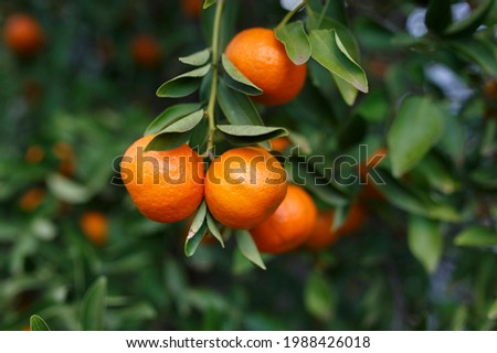Beautiful ripe and fresh mandarins on a mandarin tree in winter, in Adelaide, South Australia Royalty-Free Stock Photo #1988426018