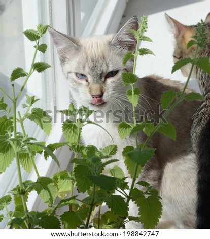 catnip and curious kitten. Cute white kitten enjoying catnip.  Royalty-Free Stock Photo #198842747