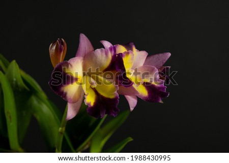 Cattleya Orchid. Yellow and red flower in a black background 