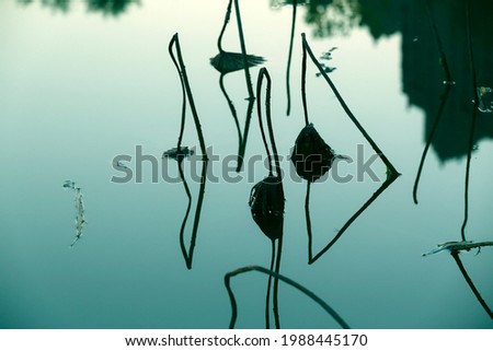 Broken lotus flowers,in the water 