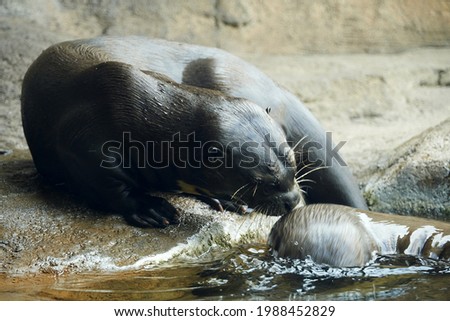 Otters at Play in the Zoo
