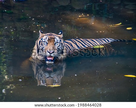 A tiger hunt and stalking from the water suitable for international tiger day