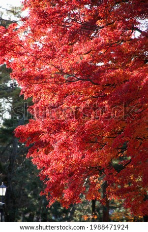 Japanese maple with colored leaves in the precincts of Shokokuji Temple