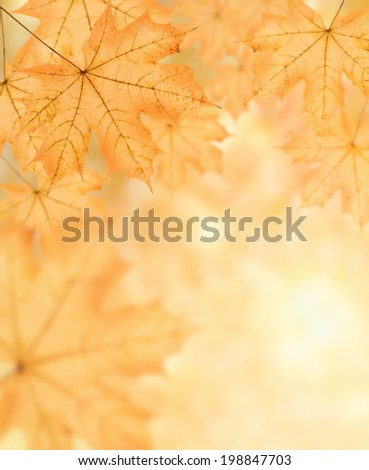 autumn background of many big yellow maple leaf, horizontal photo collage