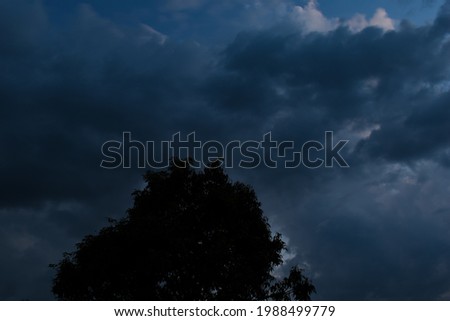 Evening time picture of tree top and dark thunderstorm or rainy clouds.