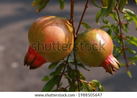 Ripe Pomegranate fruits hanging on the tree