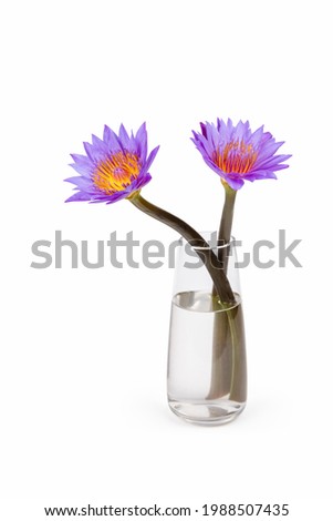 purple waterlily in glass vase isolated on white, clipping path included