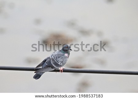 Rock Dove or Rock Pigeon Bird Standing on City Overhead Power Line, Columba livia