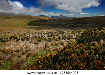 Antisana NP in Ecuador, South America. Volcano with ice and snow, sunny day with blue sky and white clouds. Landscape in Ecuador. Flower in mountain national park.