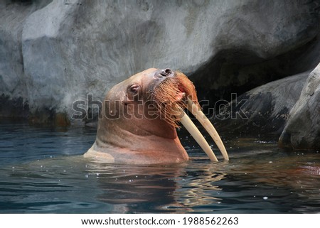 big male walrus has very long teeth swimming