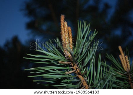 A picture of a pine tree 