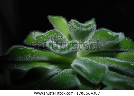 A macro picture of a green succulent