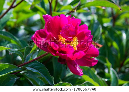 Blooming peony on a flower bed in the garden