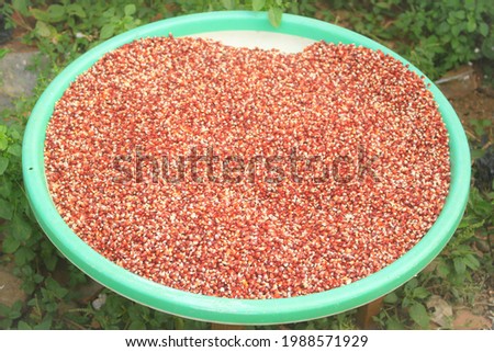 the process of drying red corn naturally to dry and produce quality dry corn.