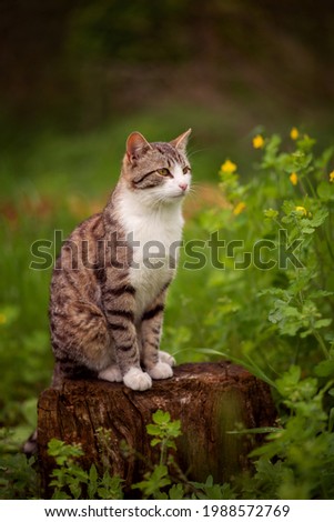 Photo of a tabby cat in the green grass.