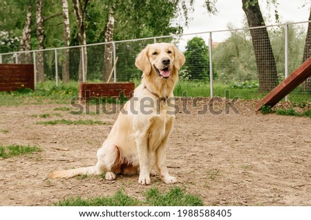 Golden Retriever dog performs the command to sit on the dog walking area Royalty-Free Stock Photo #1988588405