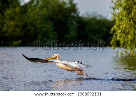 Pelicans in the Danube delta Romania. White pelicans in natural environment in the Danube Delta Biosphere Reserve in Romania.