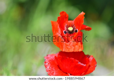 very beautiful poppies. many poppies. Red flowers. summer wildflowers. background with flowers. wallpaper with nature