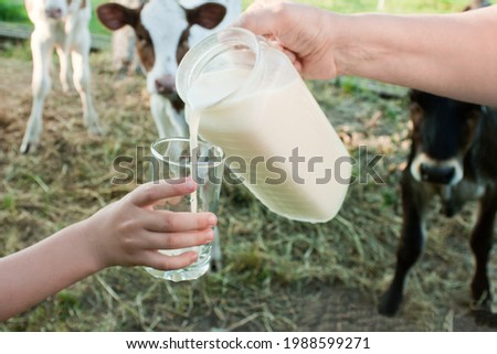 milk is poured from a jug into a glass held by children's hands against the backdrop of the countryside with cow calves Royalty-Free Stock Photo #1988599271