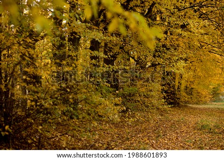 Autumn in the Park. Beautiful autumn calm nature landscape. Concept of beauty of autumn nature
