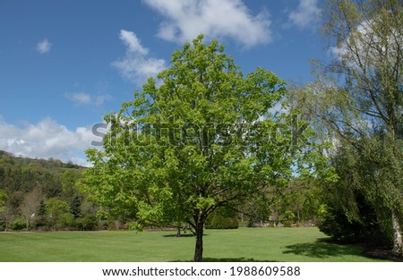 Lush Green Spring Foliage of an Ohio Buckeye Tree (Aesculus glabra 'October Red') Growing in a Garden in Rural Devon, England, UK