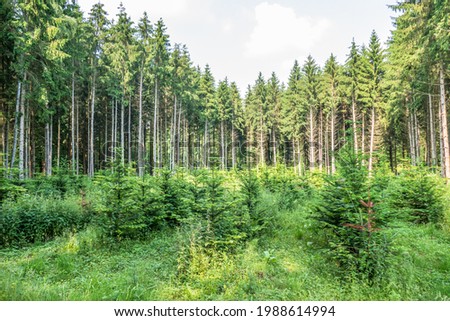 Reforestation after clearing in coniferous forest Royalty-Free Stock Photo #1988614994