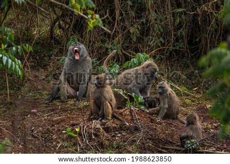 Olive Baboon - Papio anubis, large ground primate from African bushes and woodlands, Bale mountains, Ethiopia.