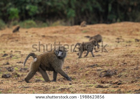Olive Baboon - Papio anubis, large ground primate from African bushes and woodlands, Bale mountains, Ethiopia.