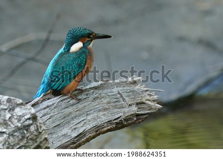 common kingfisher is on the branch