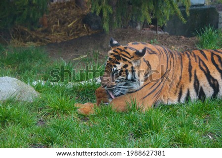 The tiger lies on the grass and licks its paw