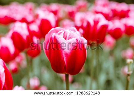 pink tulips are fully bloomed in the flower beds in the park