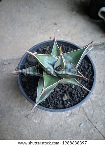 Green ornamental plant type cactus sansivera penguin with a size of eight square centimeters, this type of cactus plant is becoming a trend for outdoor or indoor garden decoration