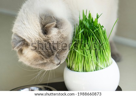 Close up   Scottish fold  beige cat  is happy to eat fresh grass .The concept of caring and a complete diet for domestic cats. Background  with copy space .