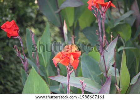 canna lily in the garden tree 