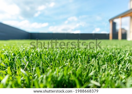 Close up of green lawn on a sunny day. Blue sky on the background. Selective focus Royalty-Free Stock Photo #1988668379