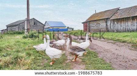 White and motley geese walk on the road in the siberian village, Russia Banner