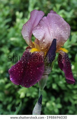 Beautiful large head of iris.Banner beautiful iris flower grow in the garden.Drops of water after rain on tender purple petals of beautiful large flower. Nature concept for design.Peach Iris germanica
