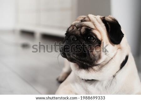 Curious pug dog feels lonely when the owners are not near him, meaning he is a velcro dog