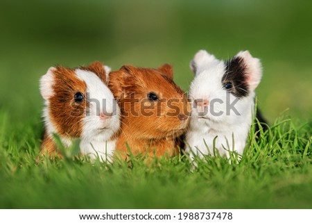 Three little guinea pigs sitting in a row outdoors in summer Royalty-Free Stock Photo #1988737478