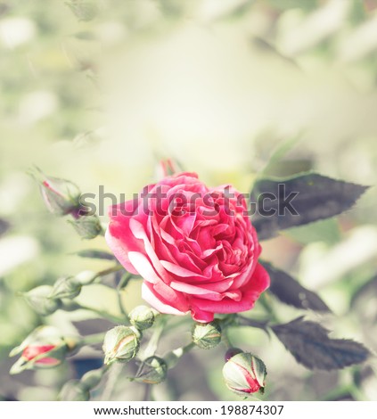 Rose in vintage style/ Pink flower background