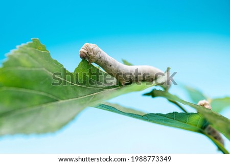 Two silkworms eating mulberry leaves. Royalty-Free Stock Photo #1988773349