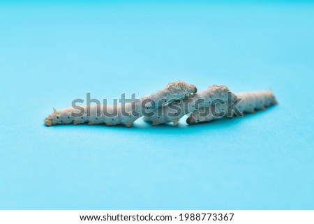 Three silkworms on blue background.