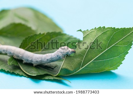 One silkworm eating mulberry leaf.