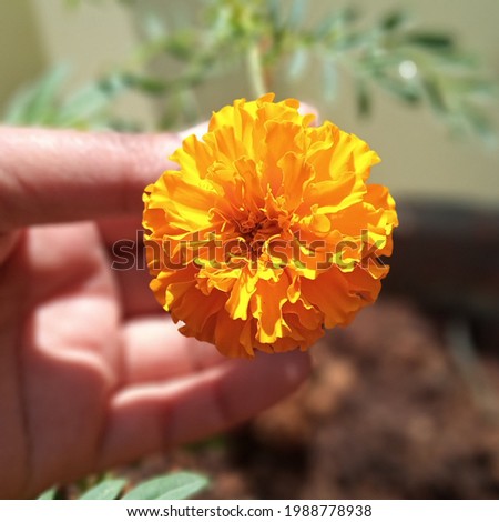 Marigold in full bloom  Mobile pic