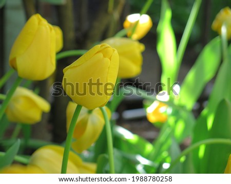 Yellow tulips in early spring sunlight 