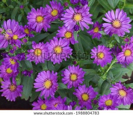Starry sky flowers Symphyotrichum novi-belgii. Violet bloom with lots of flowers.