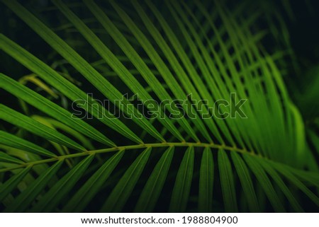Dypsis lutescens concept, butterfly palm green abstract texture with, natural background, tropical leaves in Asia and Phuket Thailand.