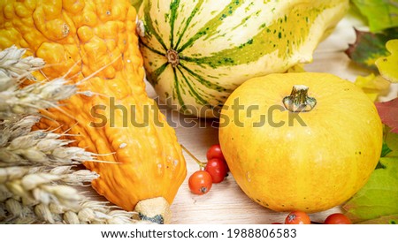 Halloween concept. Autumn Natural harvest with wheat grain ear orange pumpkin, fall dried leaves, red berries and acorns, chestnuts on wooden background. Rich harvest Concept