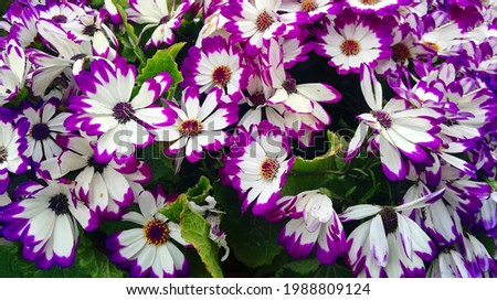 Pericallis x hybrida flowers, known as cineraria, florist's cineraria or common ragwort,purple flowers background Royalty-Free Stock Photo #1988809124
