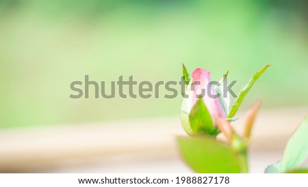 beautiful budding pink Rose flower in blurry nature green blurry background Nature screen copy-space